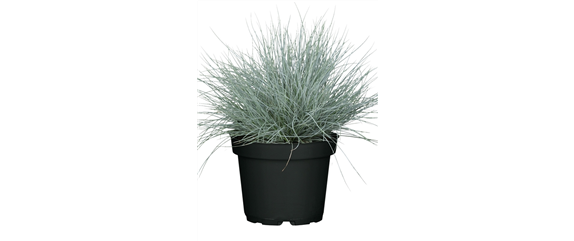NATÜRLICH SCHÖN! GRÄSER FÜR EIN STILVOLLES GARTENAMBIENTE. 