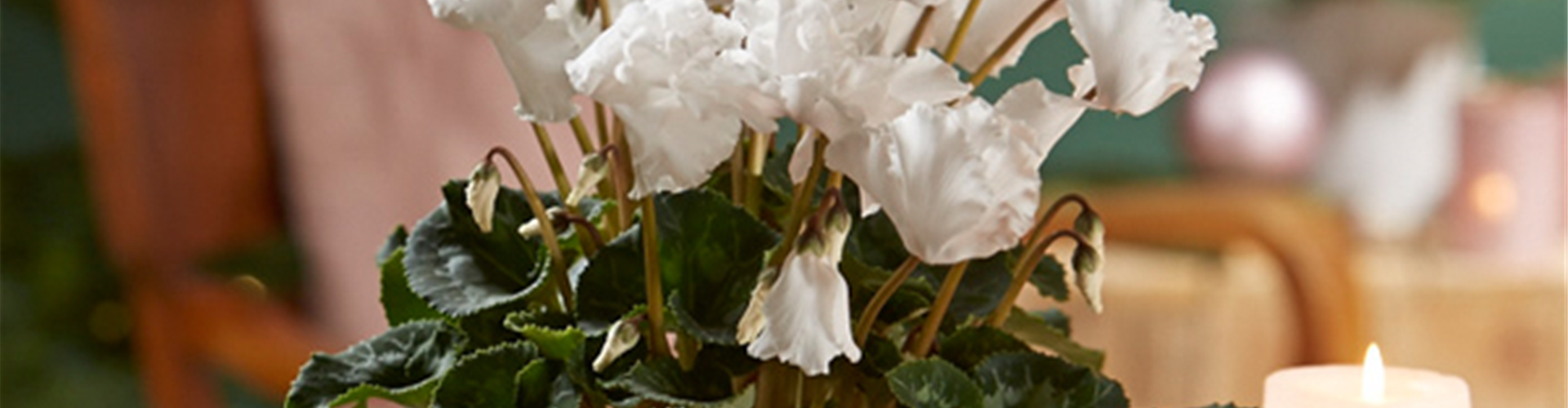 WIR KÖNNEN WEIHNACHTEN!