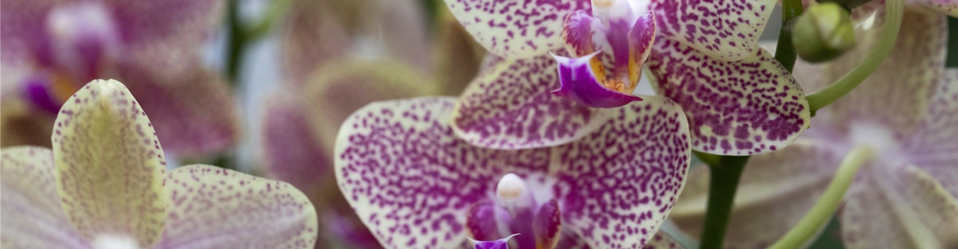 Phalaenopsis 'Sogo Pikachu'