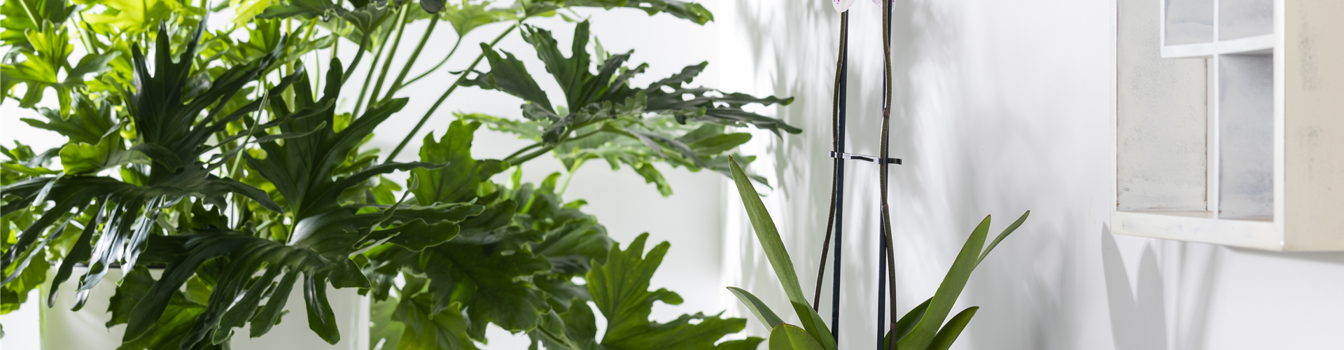 Phalaenopsis 'Konfetti Mix'