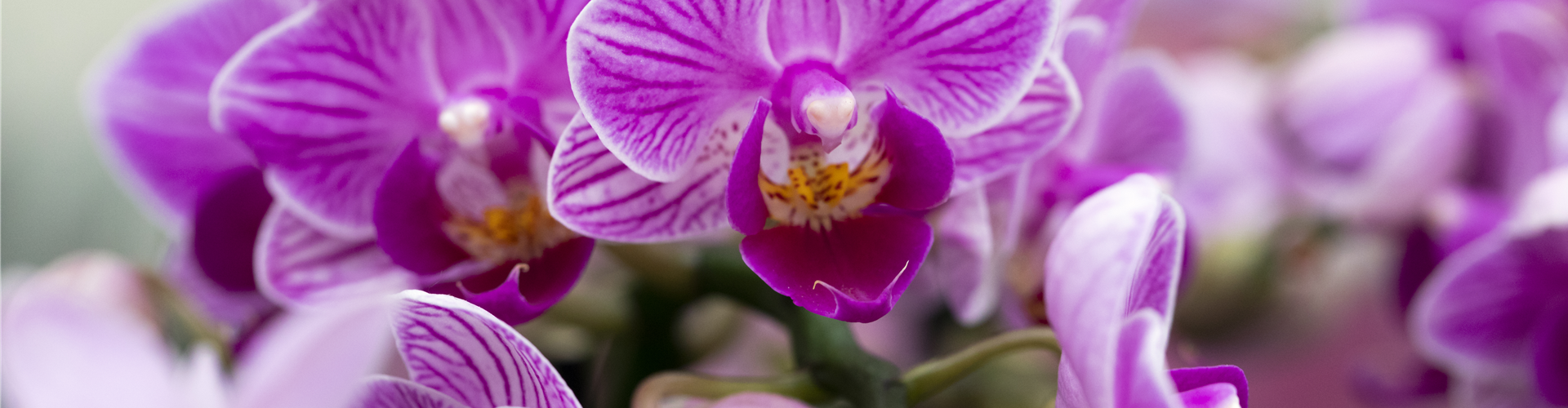 Phalaenopsis 'Sogo Popcorn'