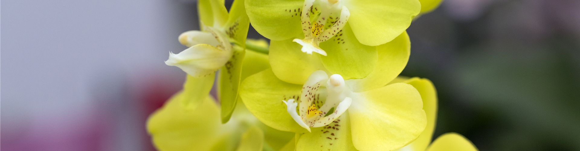 Phalaenopsis 'Sogo Moimi'